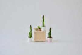 Cactus in witte pot