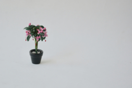 Fuchsia plant in black pot