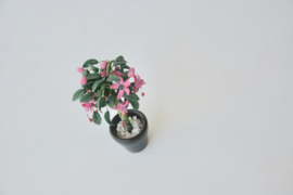 Fuchsia pink in zwarte pot