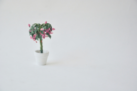 Fuchsia plant in white pot