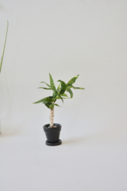 Livingroom plant in black pot and saucer