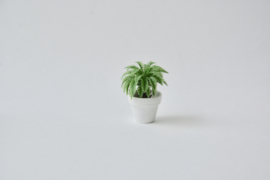 Palm in witte pot