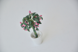 Fuchsia pink in witte pot