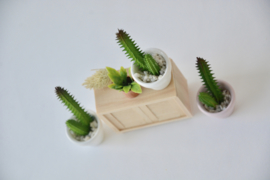 Cactus in witte pot