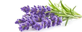 Lavendel