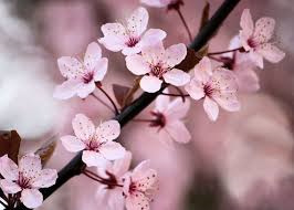 Cherry Blossom