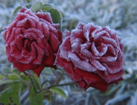 Winter rose & pink pepper