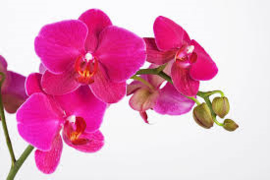 Orchidee