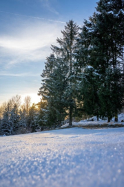 Frosted Forest