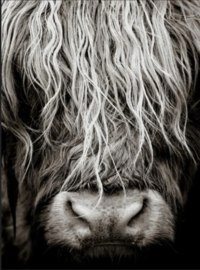 Hooglander