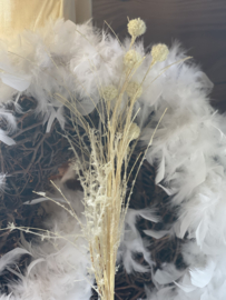 Pompom tree flower