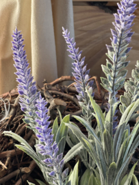 Lavender Paars