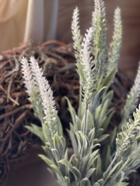 Lavendel  Creme