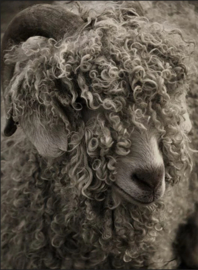 Krul schaap