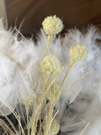 Pompom tree flower