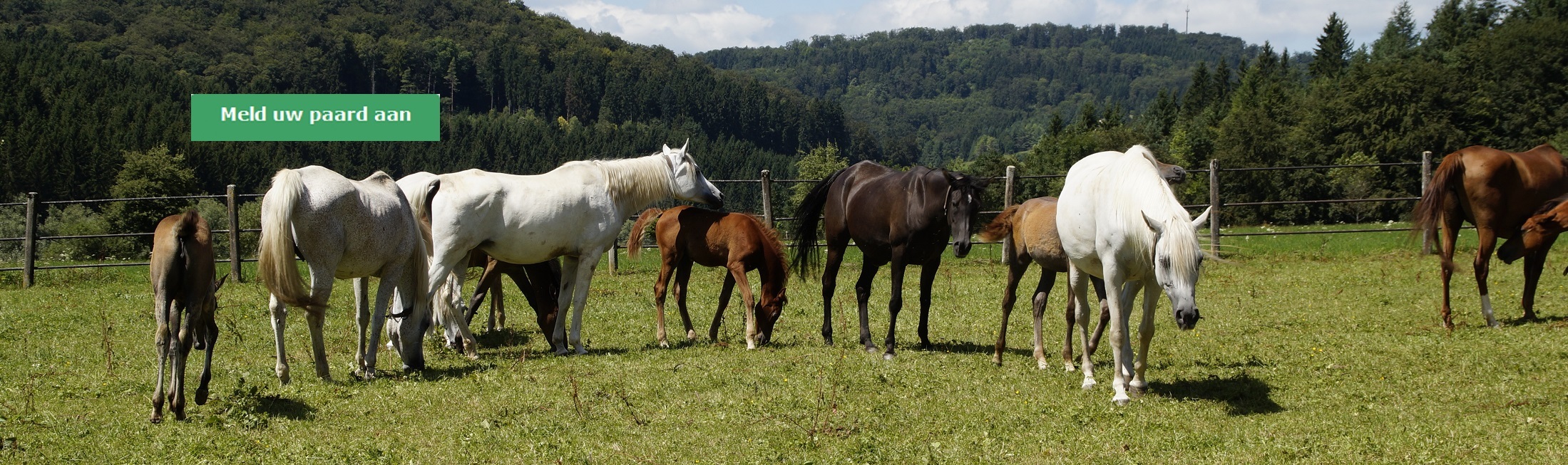 Paddock Paradise