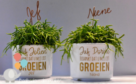Plantje