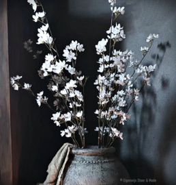Apple Blossom Cream 100 cm