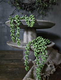 Kunst Erwtenplantje | Groen | 60cm