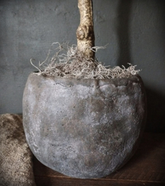 Olijfboom "Kunst" | 90 cm