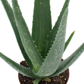 ALOE VERA MASK