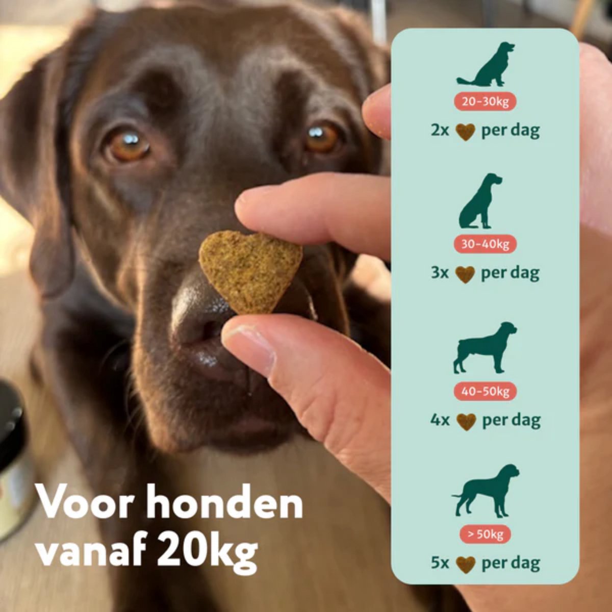 Probiotica Forte Grote Hond⁺ >20kg