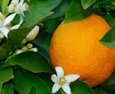 Neroli