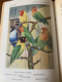 Tropische voliere-vogels deel 1 | A. Rutgers | pentekeningen van A. K. Vink | 4e druk | 1958 | Uitg.: Littera scripta Manet  - Joppe (GLD) |