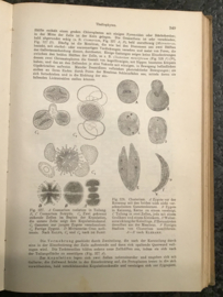 Dr. H. Fitting, Dr. L. Jost, Dr. H. Schenk, Dr. G. Karsten | Lehrbuch der botanik für hochschulen | 1923 | Jena Verlag von Gustav Fischer |