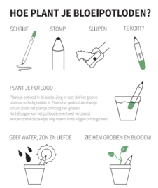 Bloei Potlood - Vergeet Mij Niet
