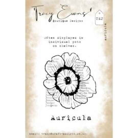 Tracy Evans - Auricula (A7 stamp)