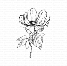 Gummiapan - Unmounted rubber stamp - 25010105 - Wild Rose
