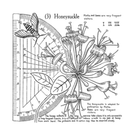 Crafty Individuals CI-620 - 'Honeysuckle (3)' Unmounted Rubber Stamps