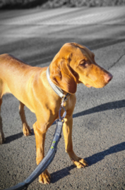 Pro Leash II™ Adjustable Dog Leash