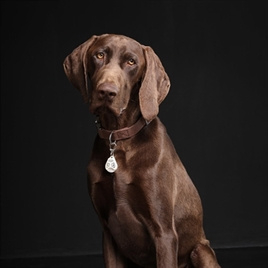 Tickless Teek en vlo afweer voor hond en kat