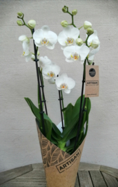 Orchidee Phaleanopsis 5t