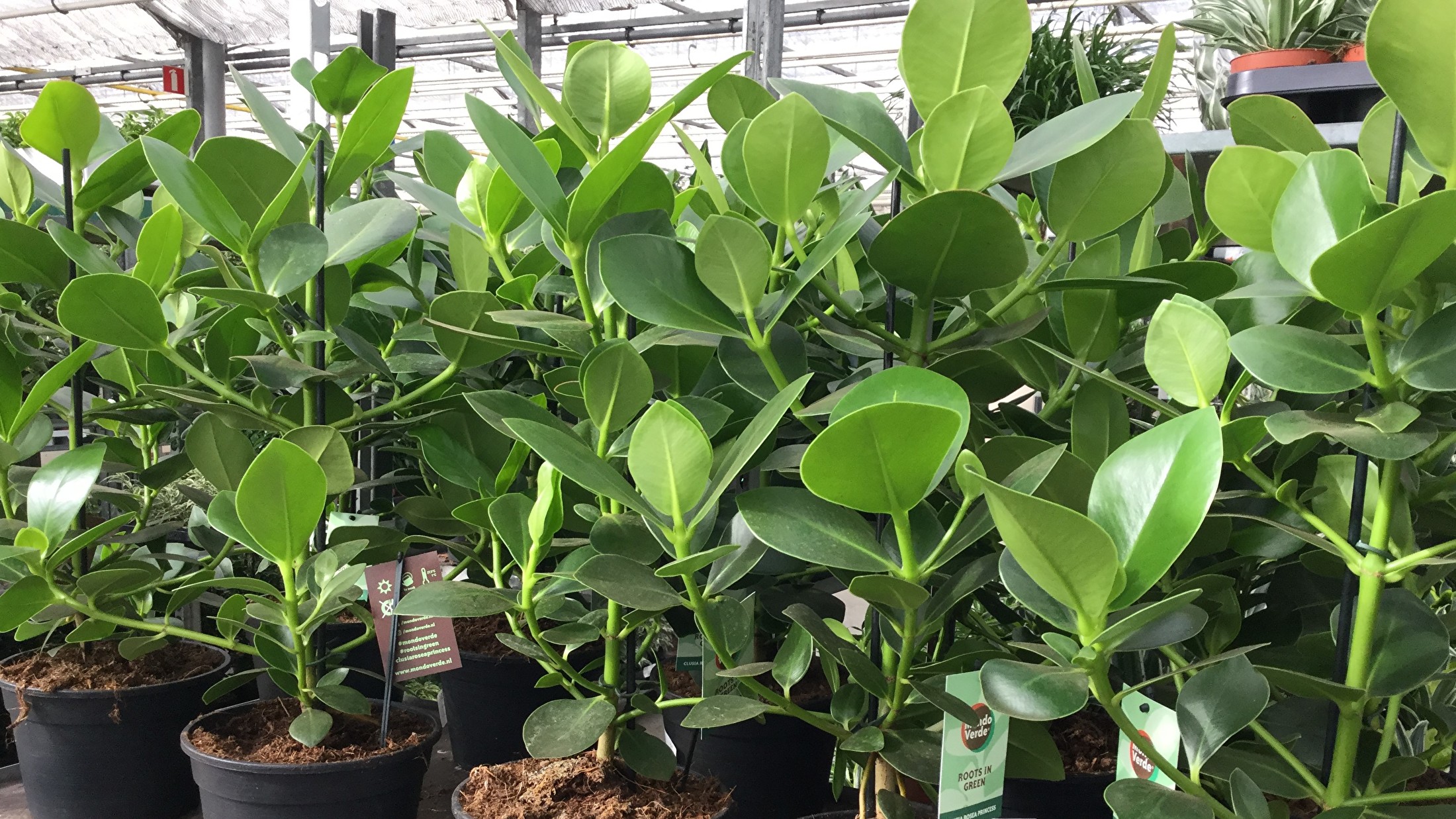 Bloemen en planten voor bedrijven Bloemen en planten voor bedrijven