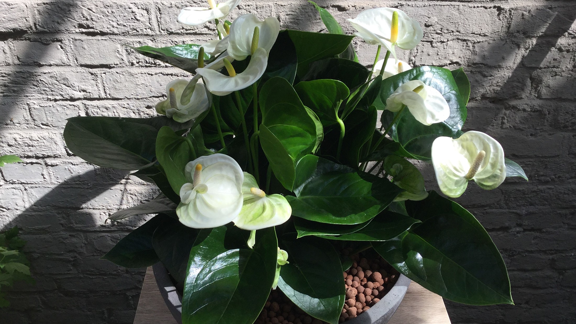 Bloemen en planten voor bedrijven Bloemen en planten voor bedrijven