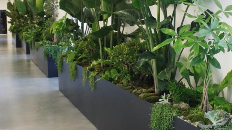 Bloemen en planten voor bedrijven Bloemen en planten voor bedrijven