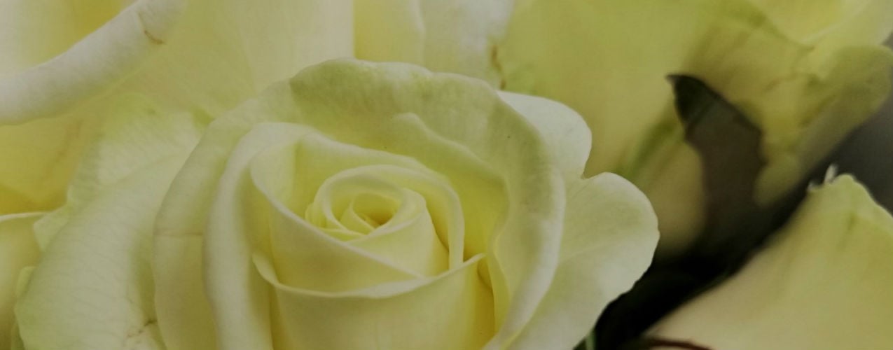 witte rozen