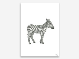 A4 zebra