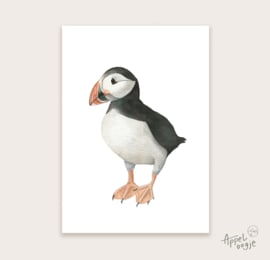 Ansichtkaart papegaaiduiker