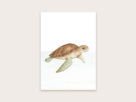Ansichtkaart schildpad