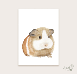 Ansichtkaart cavia