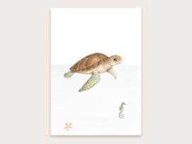 A3 schildpad