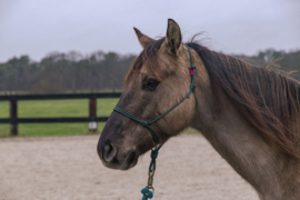 Two Lazy Seven Touwhalster met gepatenteerde sluiting