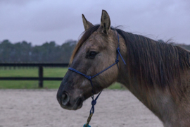 Two Lazy Seven Touwhalster met gepatenteerde sluiting