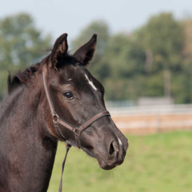 Lami-cell Foal Halter