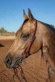 Headstall Ranchhand 1-ear Buckle Daisy