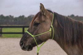 Two Lazy Seven Rope Halter with patented closure